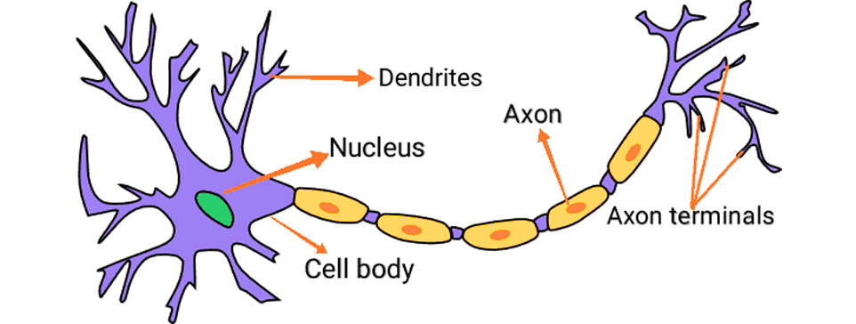 الگوریتم پرسپترون در شبکه عصبی مصنوعی